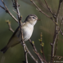 Warbling Vireo-07