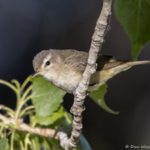 Warbling Vireo-15