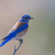 Western Bluebird-02