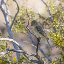 Western Flycatcher-01