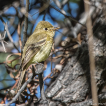 Western Flycatcher-08