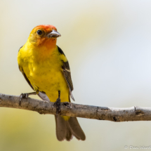 Western Tanager-02