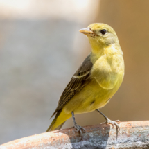 Western Tanager-03