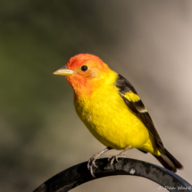 Western Tanager-Male-20