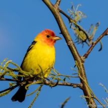 Western Tanager-Male-23