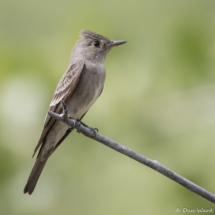 Western Wood-Pewee-14