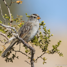 White-crowned Sparrow-01