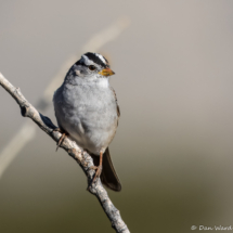 White-crowned Sparrow-01