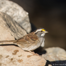 White-throated Sparrow-10