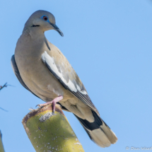 White-winged Dove-01