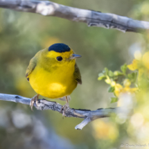 Wilson's Warbler-01