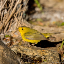 Wilson's Warbler-Male-08