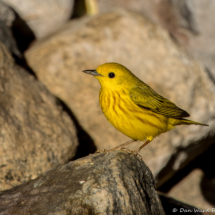 Yellow Warbler-23