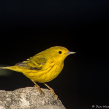 Yellow Warbler-41