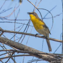 Yellow-breasted Chat-12