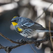 Yellow-rumped Warbler-02