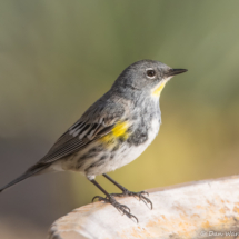 Yellow-rumped Warbler-05