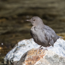 American Dipper-01