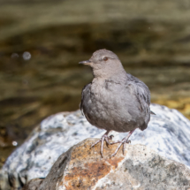 American Dipper-02