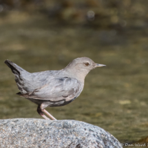 American Dipper-03