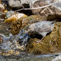 American Dipper-04