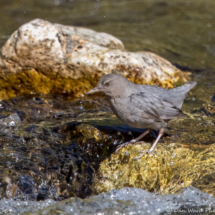 American Dipper-05