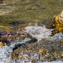 American Dipper-06