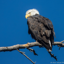 Bald Eagle-02