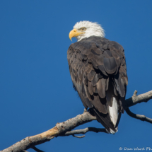 Bald Eagle-05