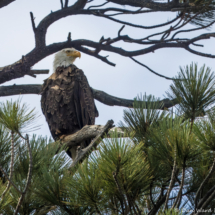 Bald Eagle-06