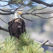 Bald Eagle-08