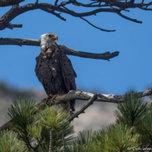 Bald Eagle-09