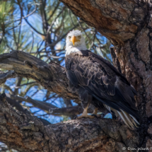 Bald Eagle-11