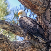 Bald Eagle-12