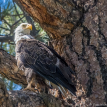 Bald Eagle-13