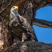 Bald Eagle-14