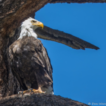 Bald Eagle-15