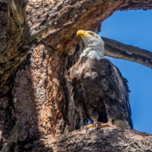 Bald Eagle-16