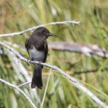 Black Phoebe-01