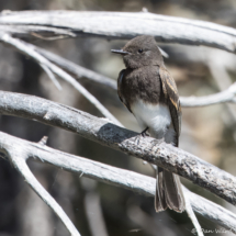 Black Phoebe-03