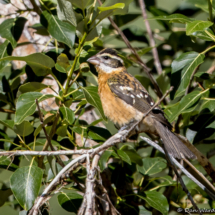 Black-headed Grosbeak-02