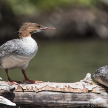 Common Merganser-02