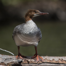 Common Merganser-03