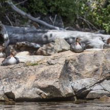 Common Merganser-07