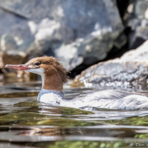 Common Merganser-08