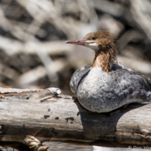 Common Merganser-10