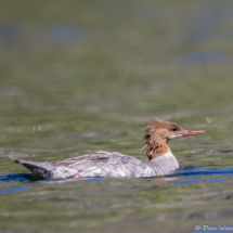 Common Merganser-12