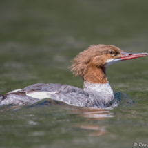 Common Merganser-13