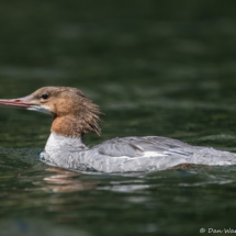 Common Merganser-14