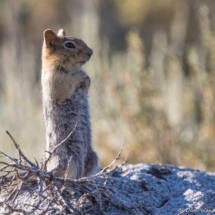 Golden Mantled ground squirrel-01